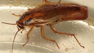 Buba &scaron;vabe u stanu